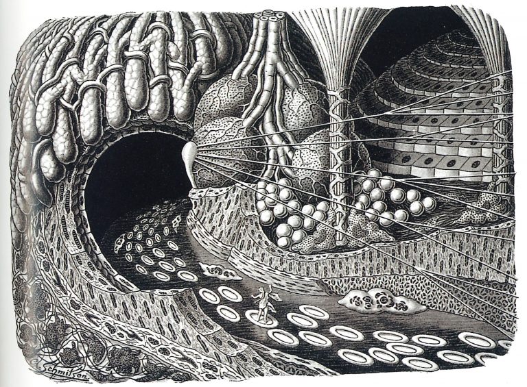 „Fairytale journey on the bloodstream“